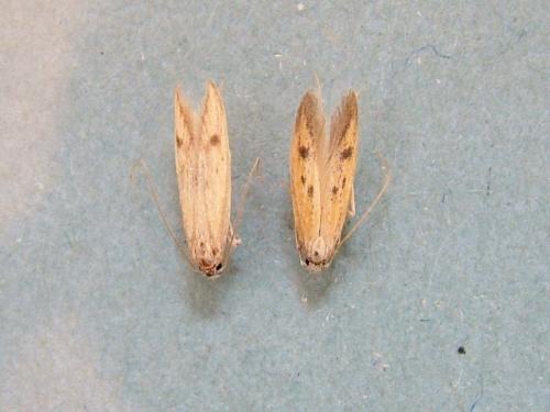 Réf. 290 506 : Epidola stigma